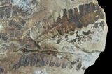 Fossil Fern (Pecopteris) Plate - Mazon Creek #121043-1